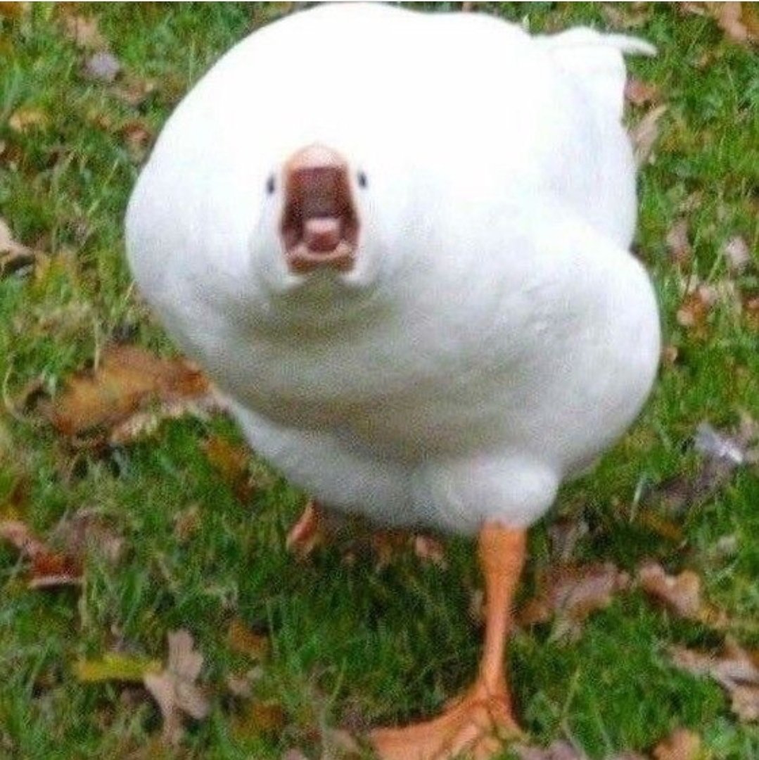 Утка Мандаринка