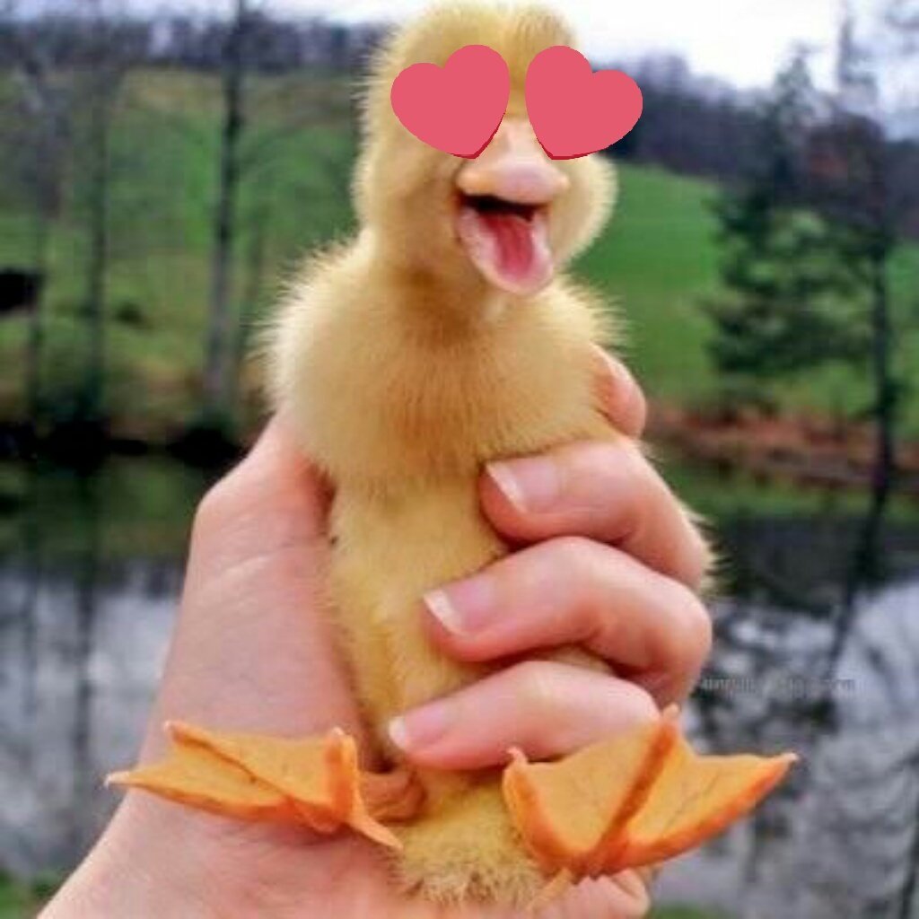 Селезень на пруду