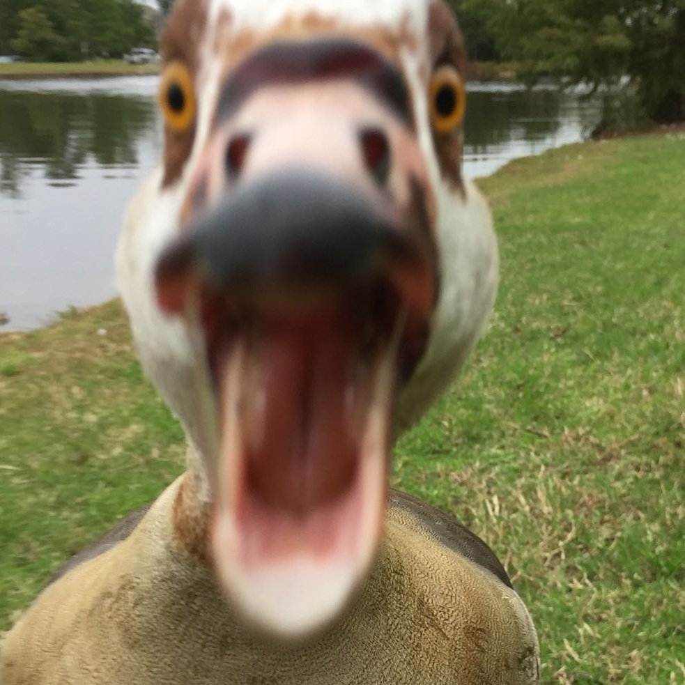 Бешеный селезень