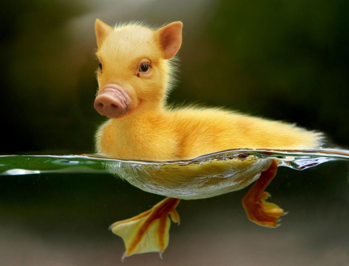 Милые гибриды животных