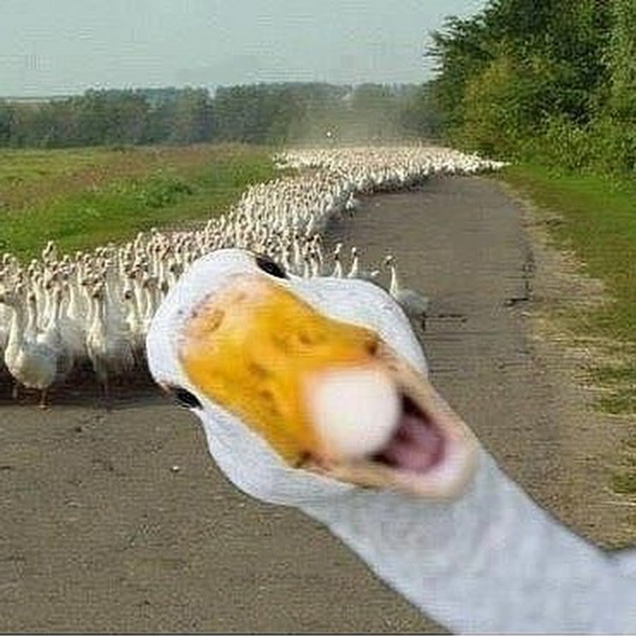 Утка с хлебом