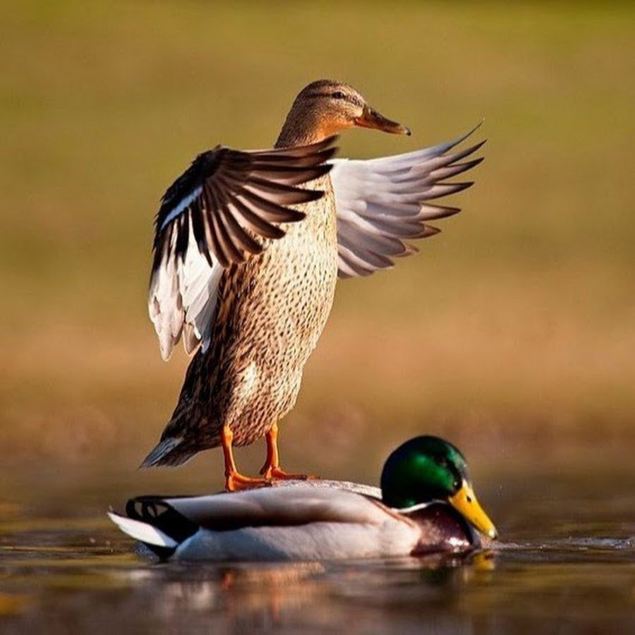 Утка селезень утята