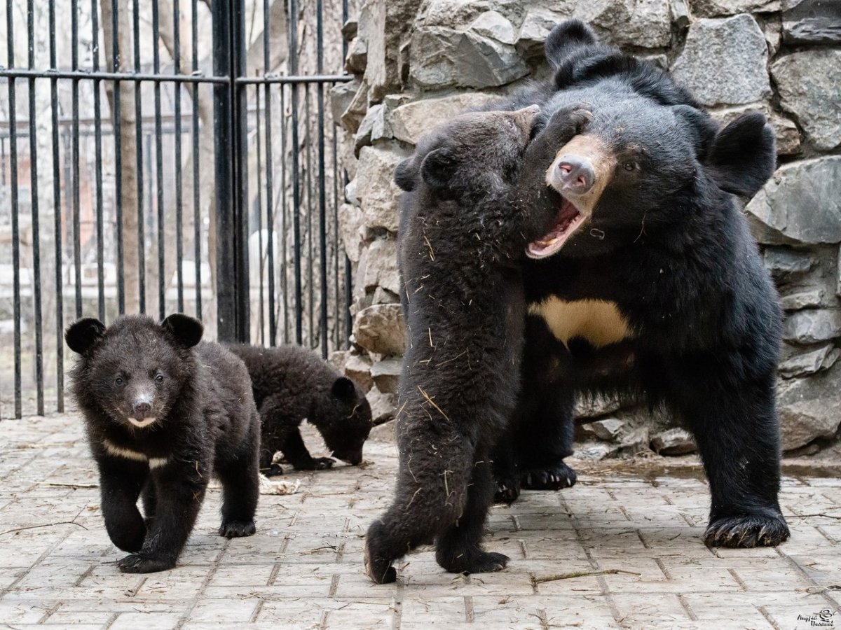 Гималайский медведь злой