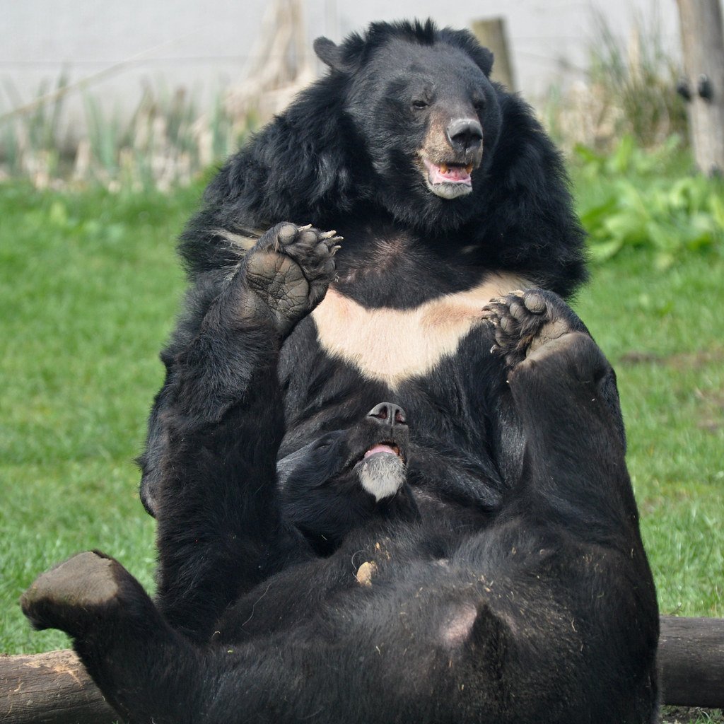 Гималайский медведь фото животного