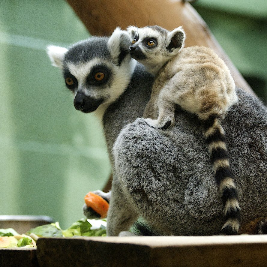 Кошачий лемур лемурообразные