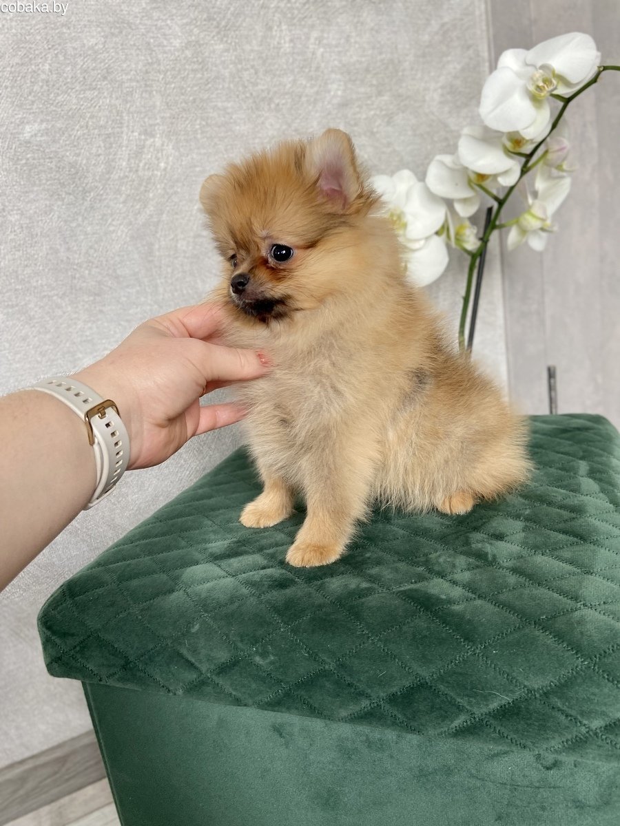Собаки породы померанский шпиц мишка
