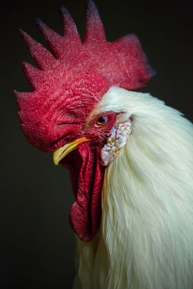 Петух Гамбургский