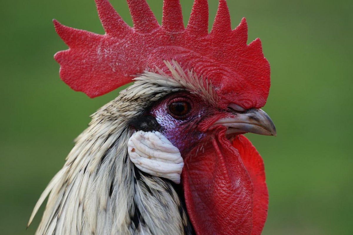 Петушьи гребешки