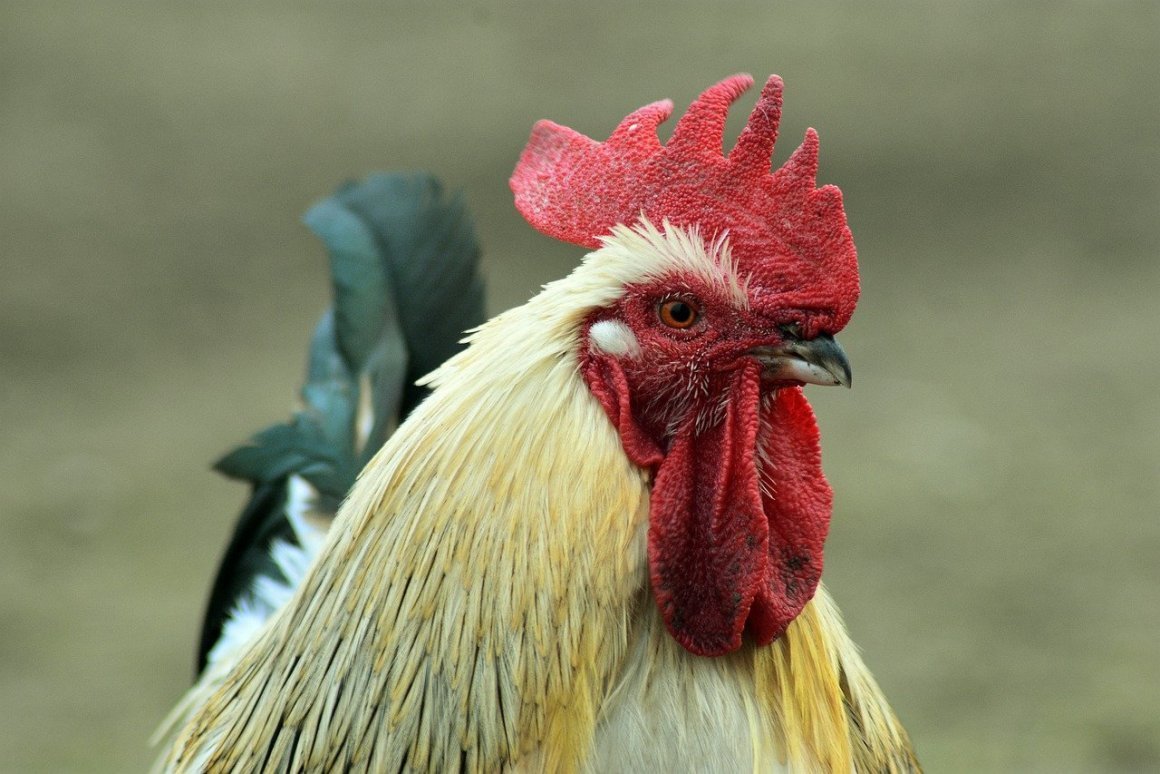 Красный петух