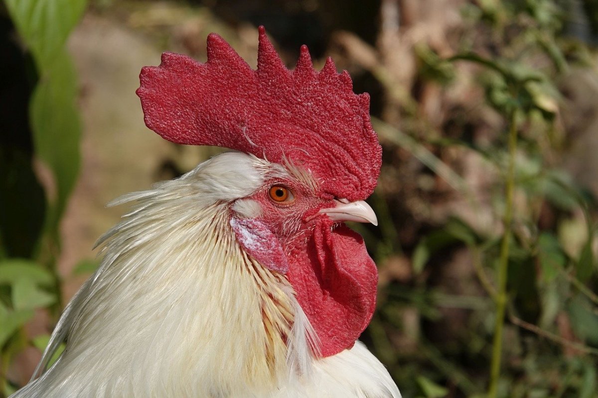 Курочка хохлатка