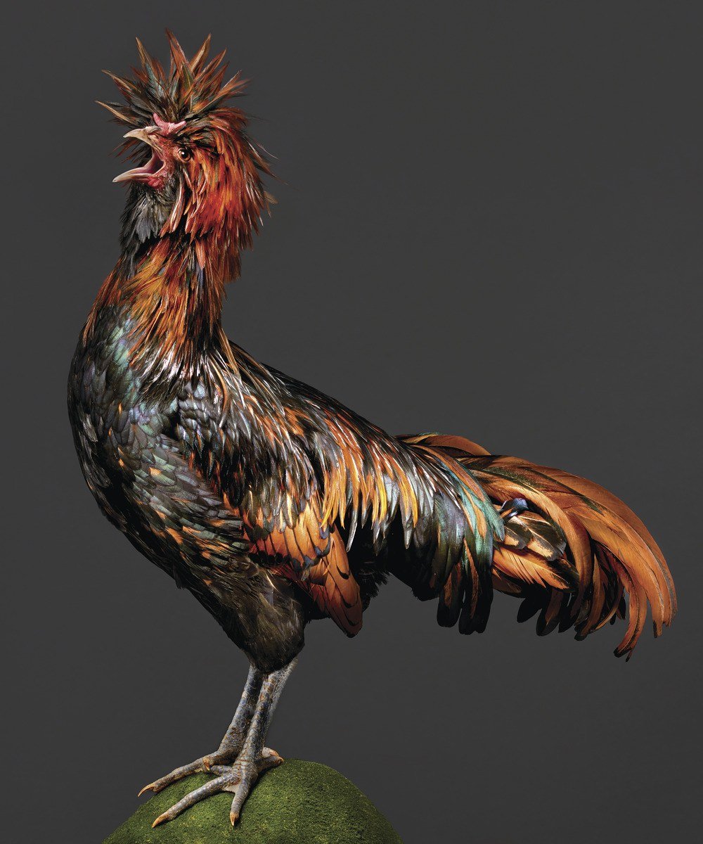 Петух чубатый