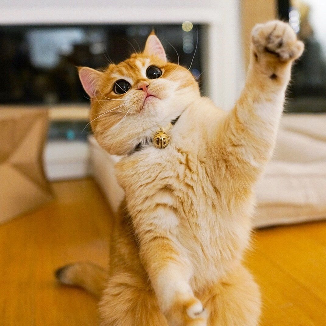 Писко Золотая Британская шиншилла