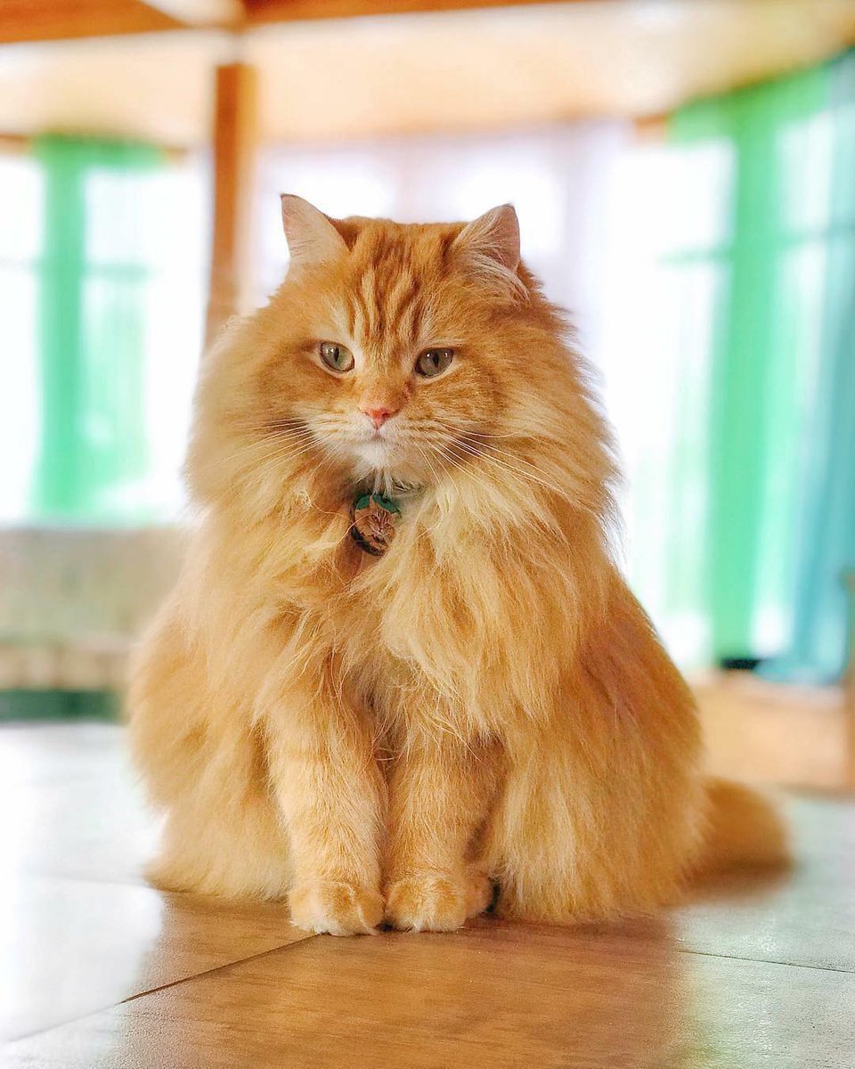 Шотландская короткошерстная Золотая шиншилла