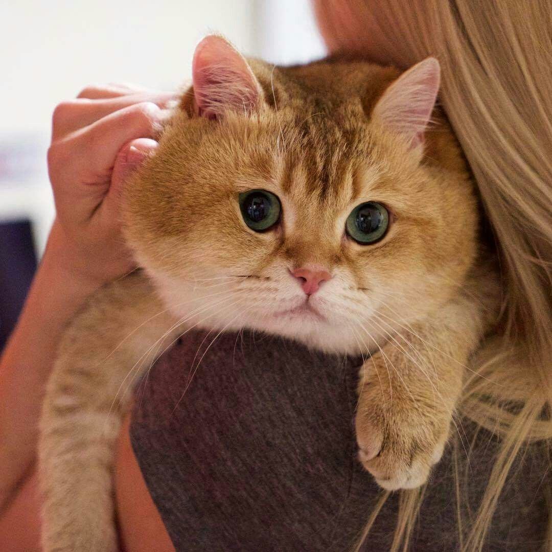 Европейская короткошерстная кошка рыжая