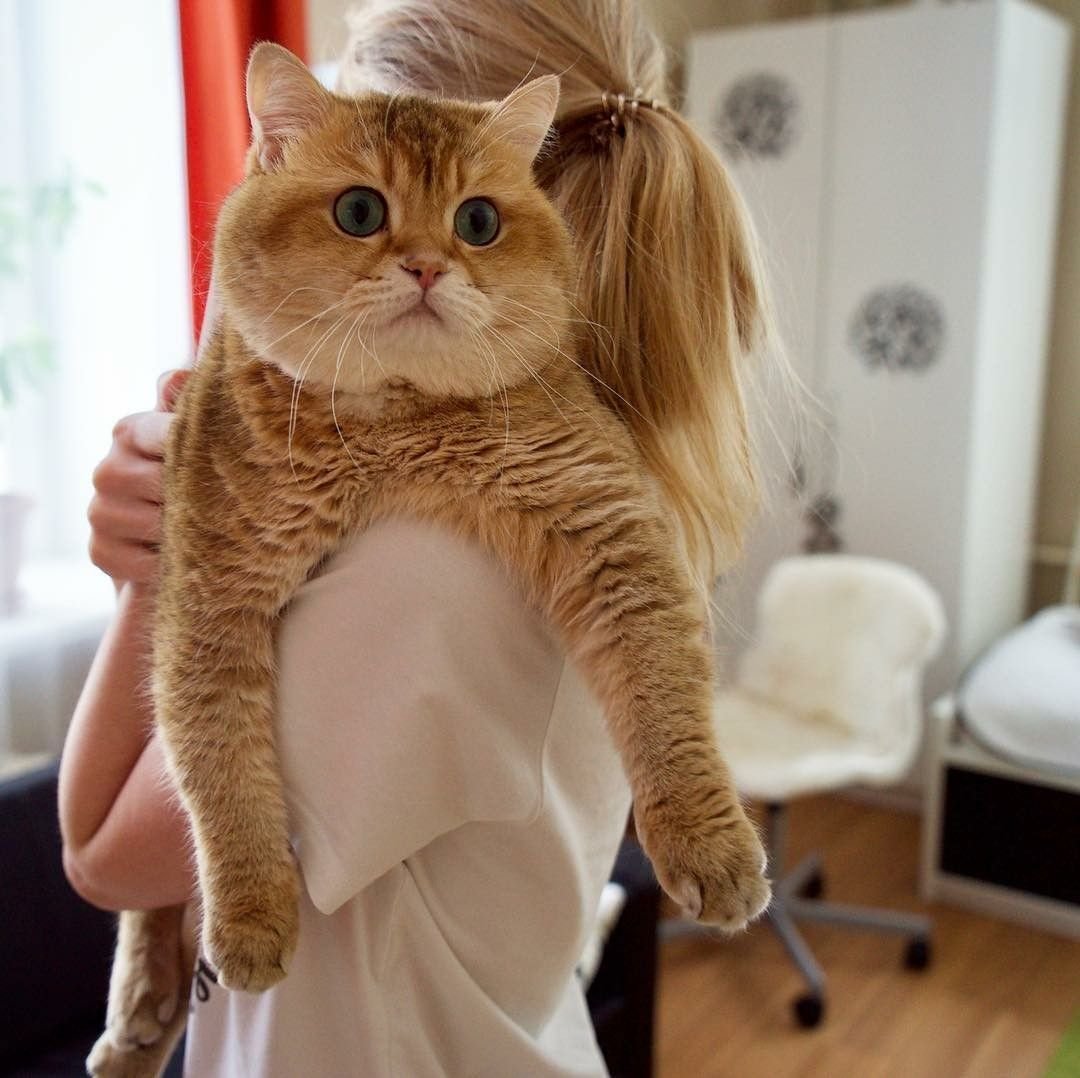 Британская шиншилла Хосико