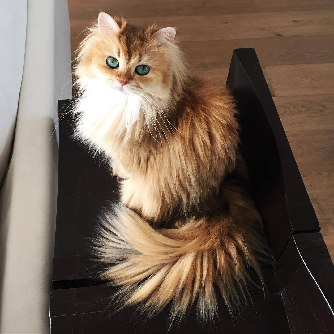 Кошка с пушистым хвостом