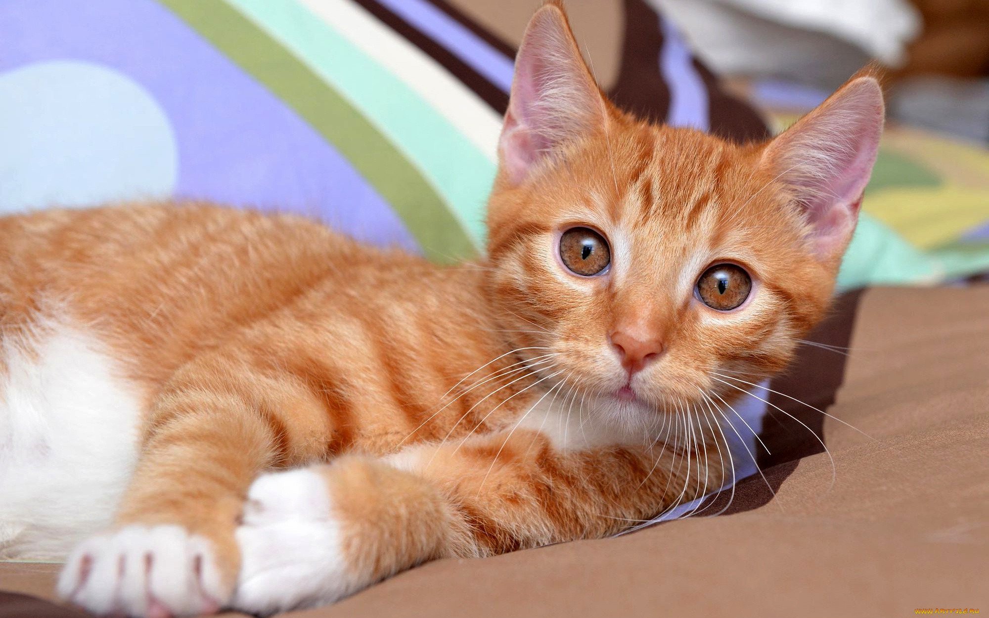 Типы рыжих кошек. Европейский короткошерстный кот рыжий. Европейская короткошерстная табби рыжий. Европейская короткошерстная кошка рыжая. Бразильская короткошерстная кошка рыжая.