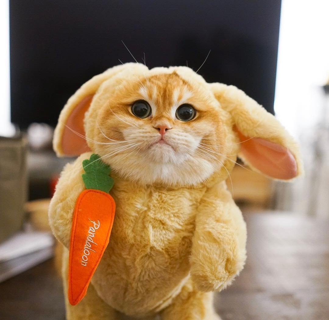 Рыжий длинношерстный Сибирский кот