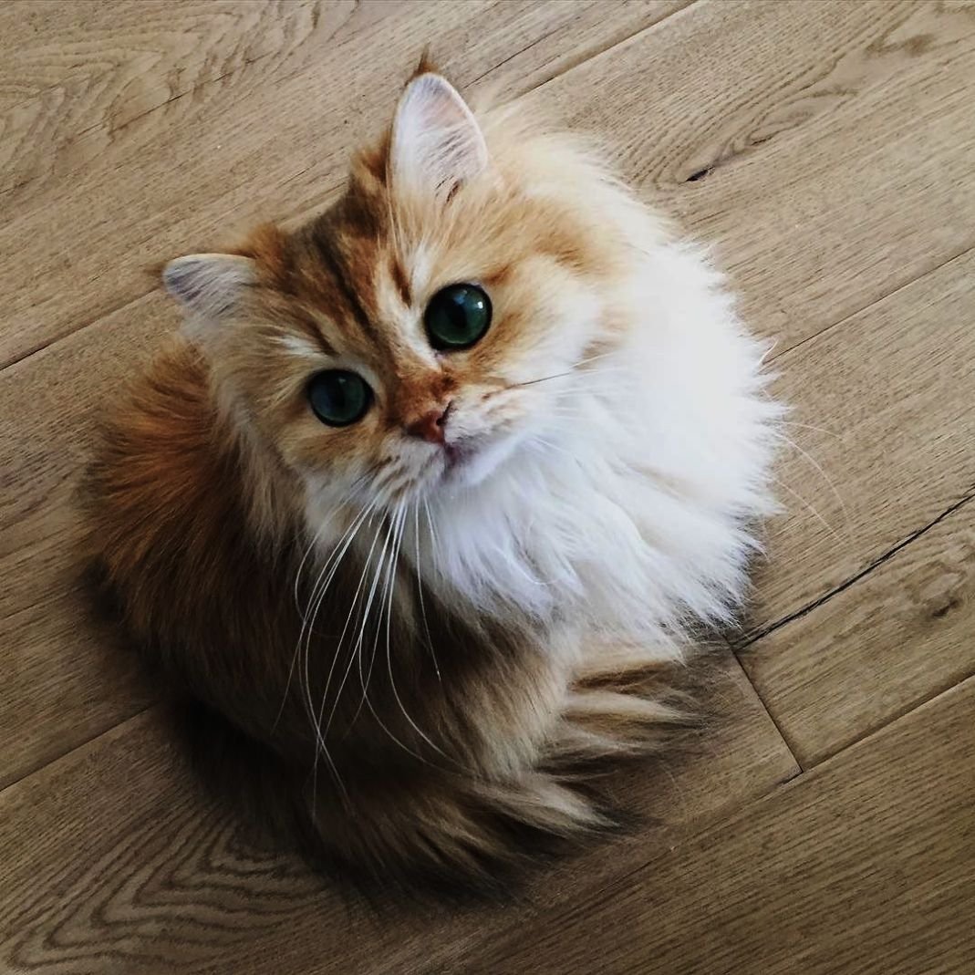 Кошка с зелеными глазами