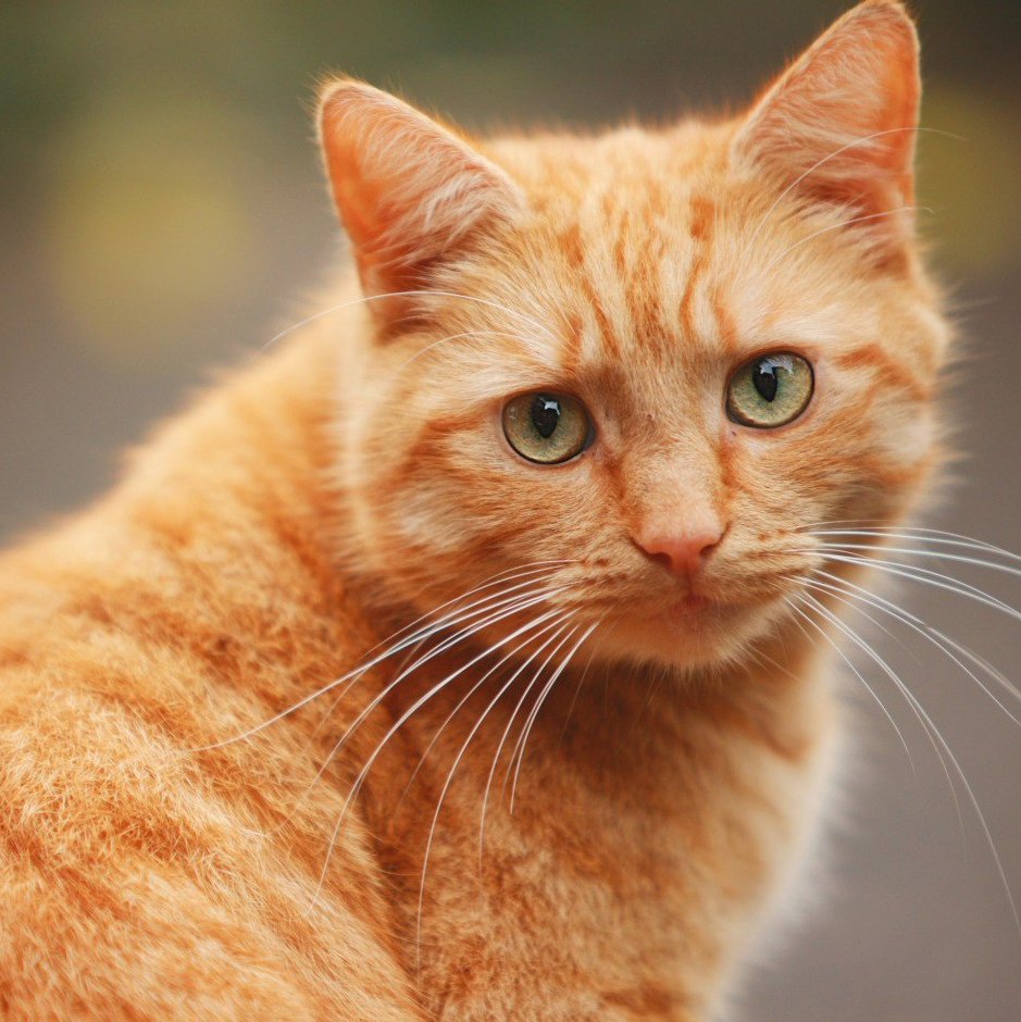 Сибирская кошка рыжая короткошерстная