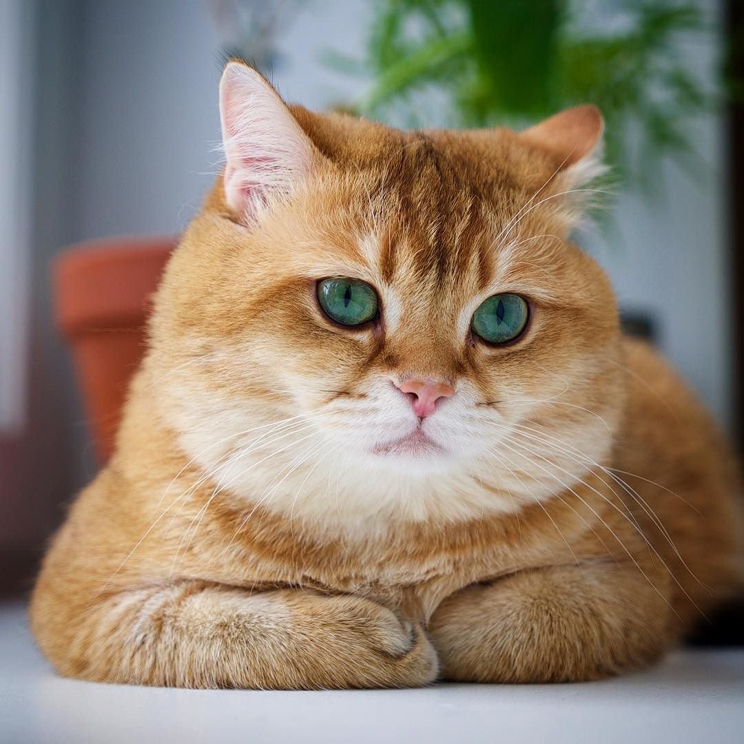 Рыжая кошка