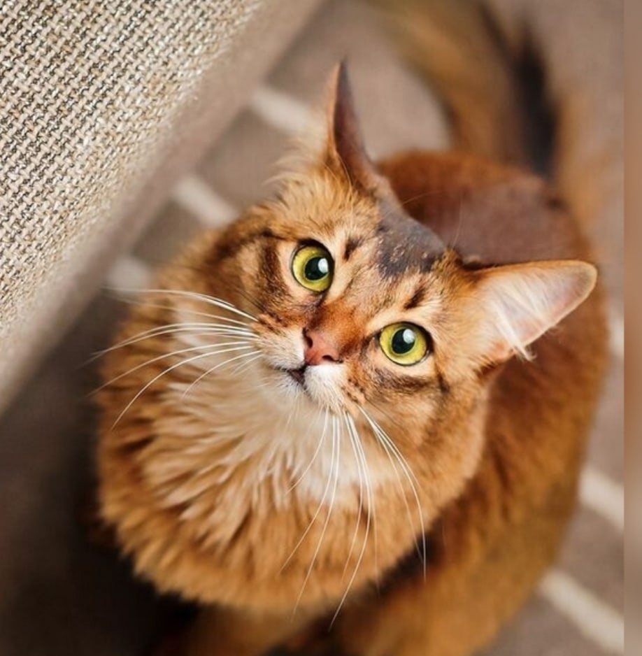 Красивые рыжие котики