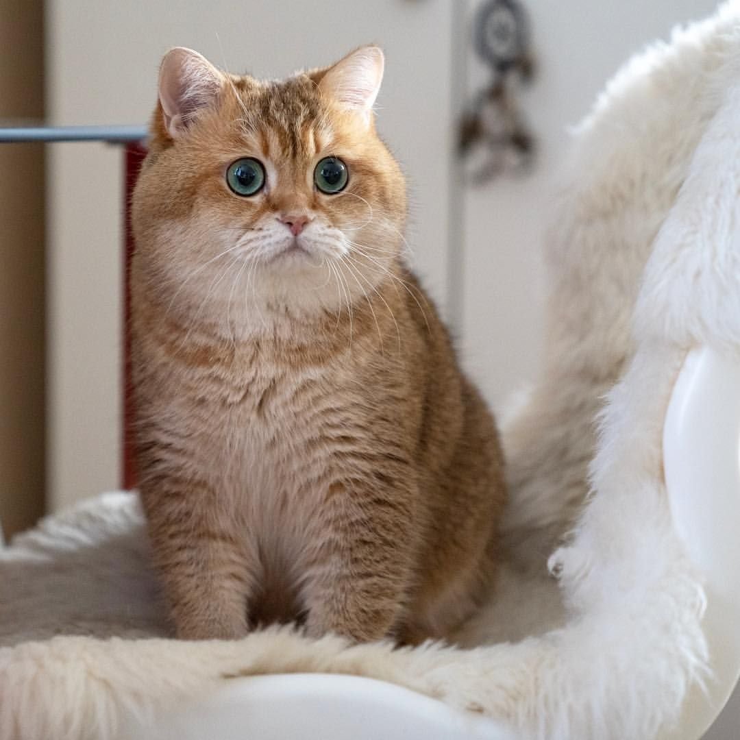 Шотландская короткошёрстная кошка рыжая