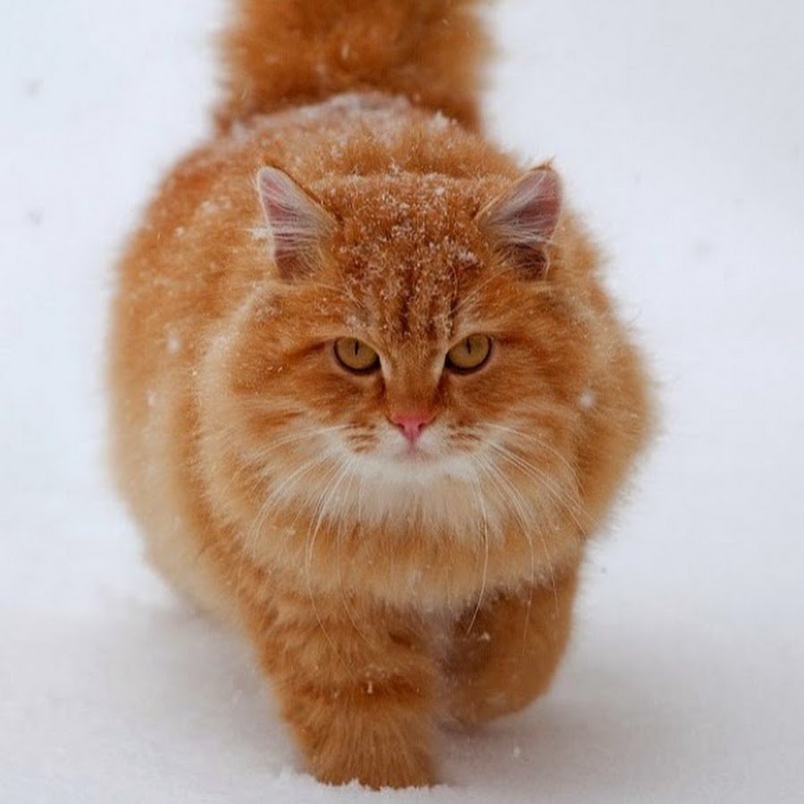 Аравийский МАУ рыжий