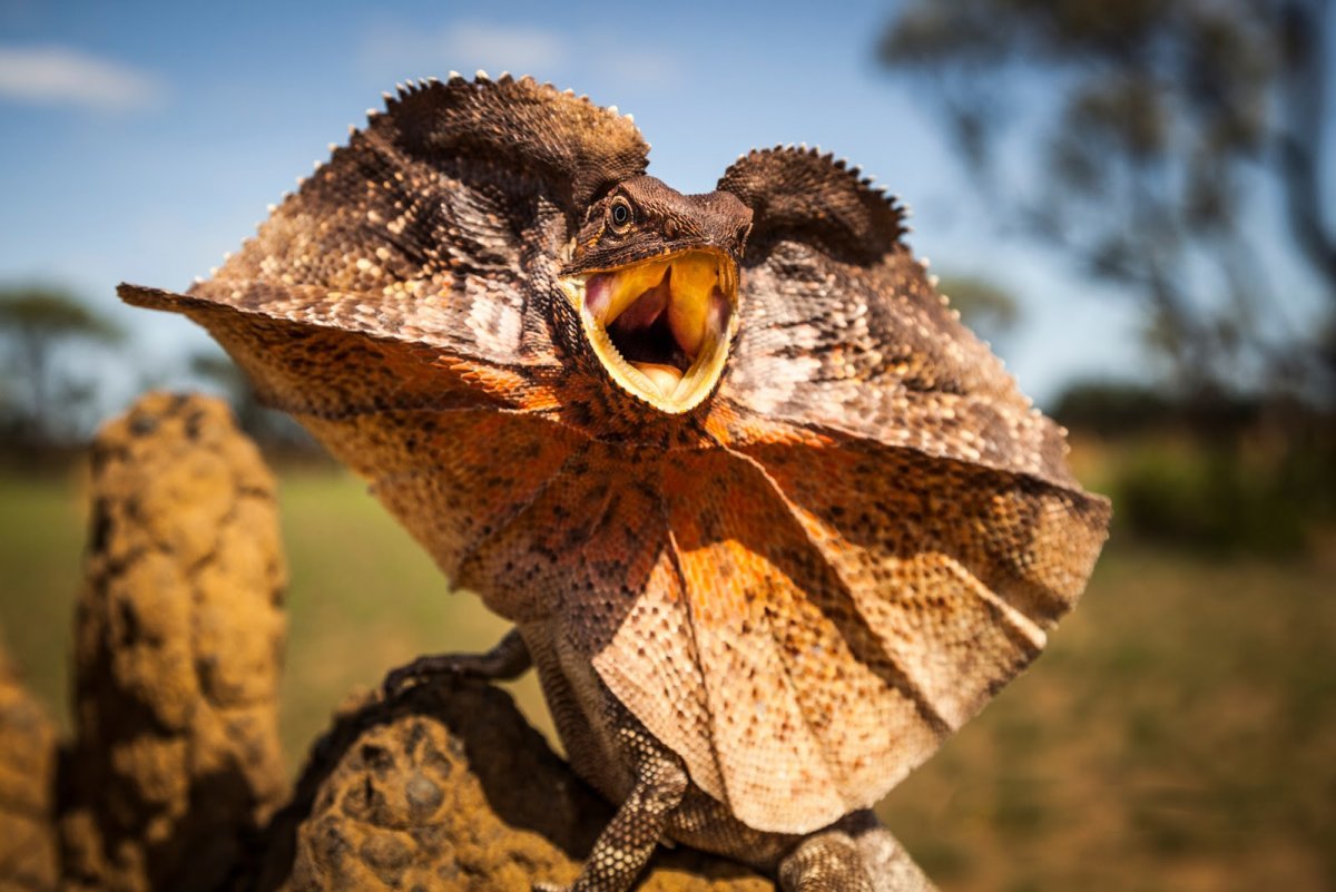 Ящерица бородатая агама