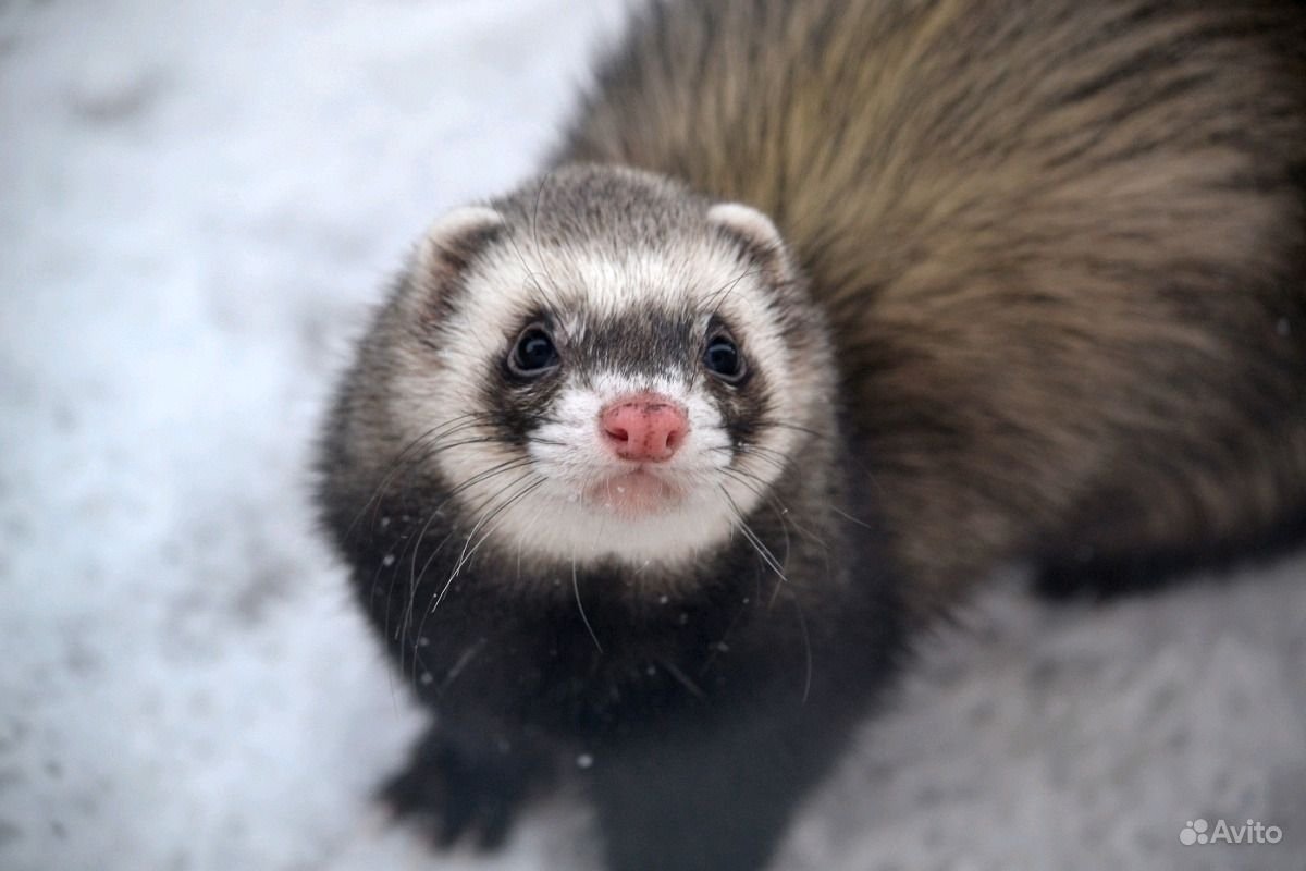 Хорёк Байкальский