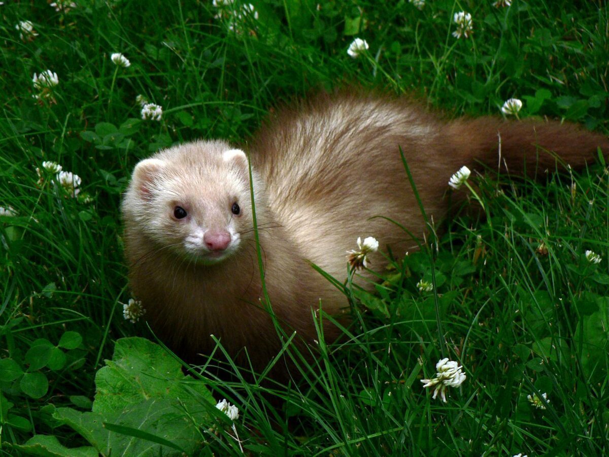 Хорёк Хонорик щенки