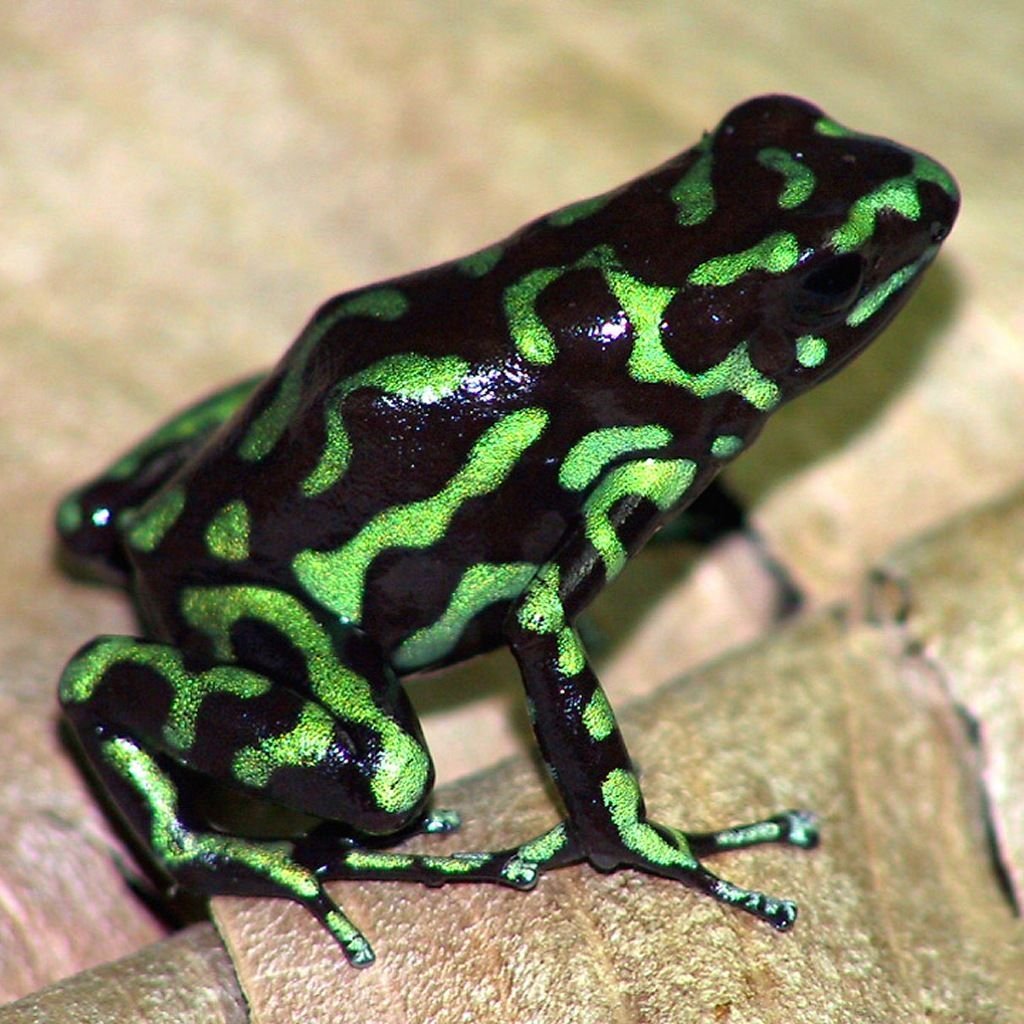 Желтая лягушка с большими черными глазами