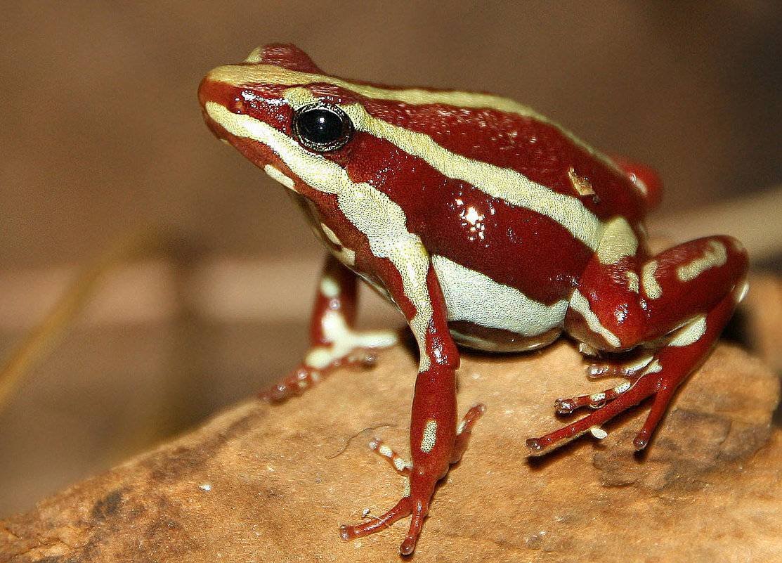 Плоскоголовая Лопатница