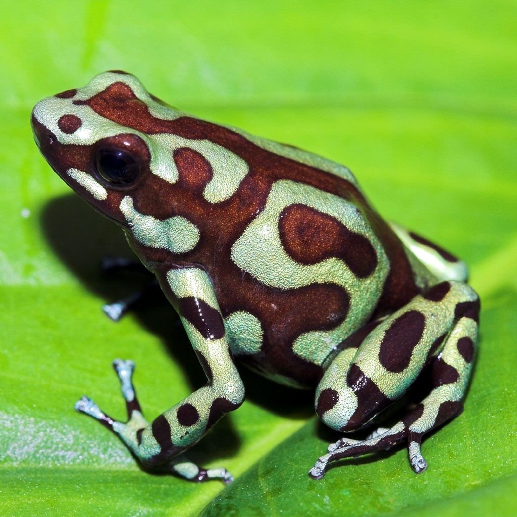 Красивые лягушки