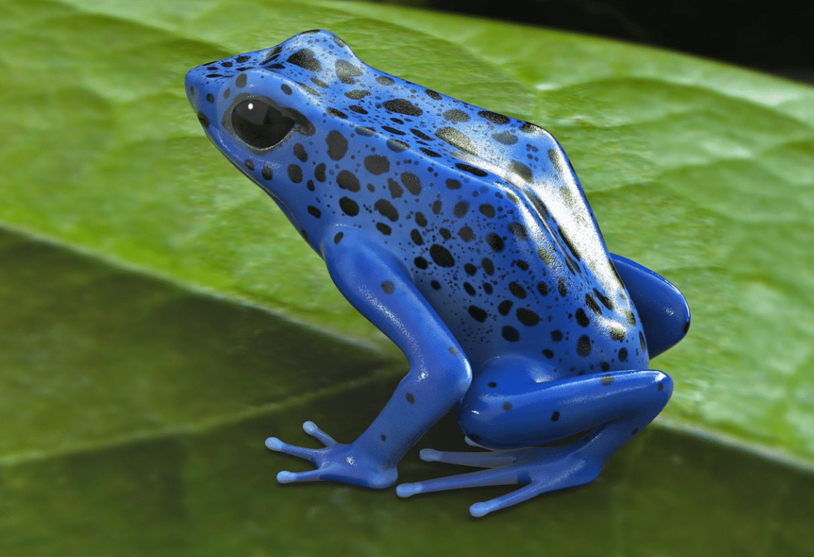 Геккон эублефар