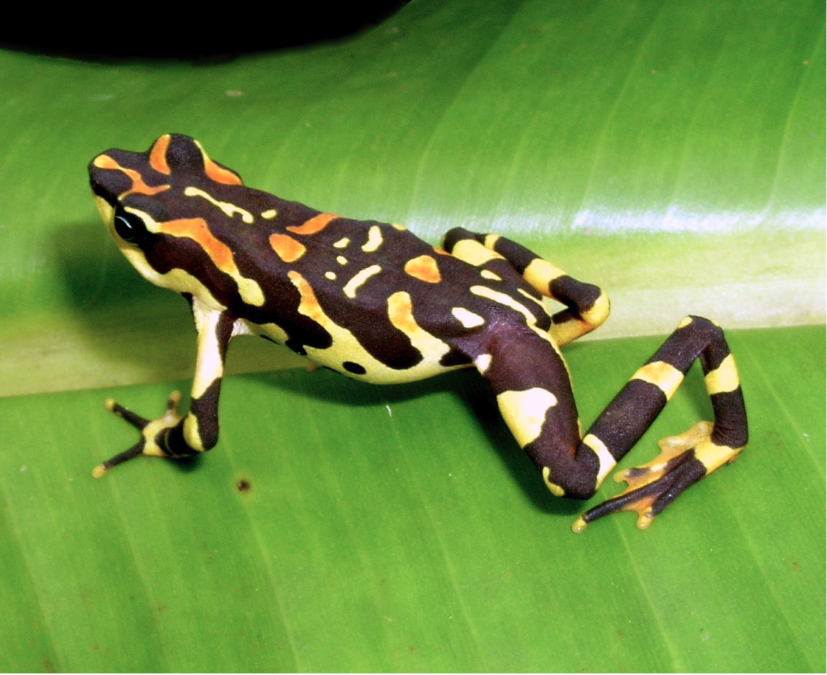 Жабовидная квакша Арлекин