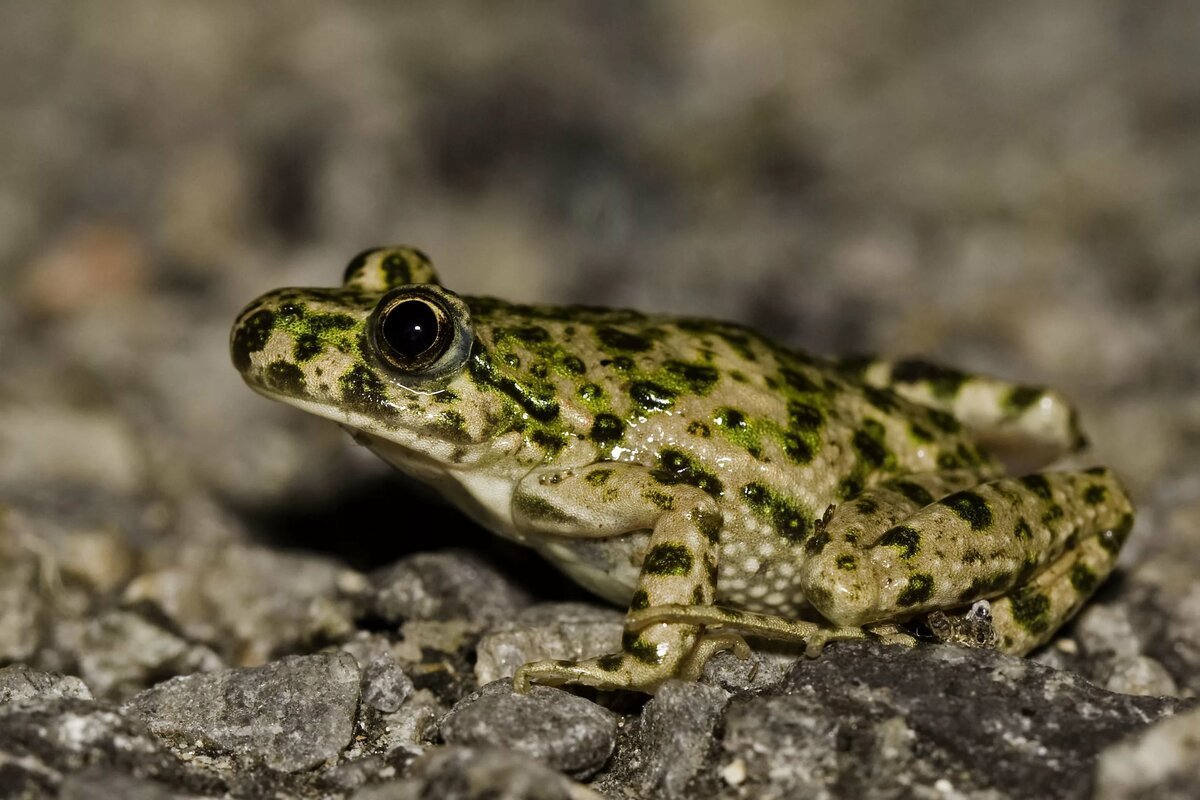 Желтоглазая лягушка