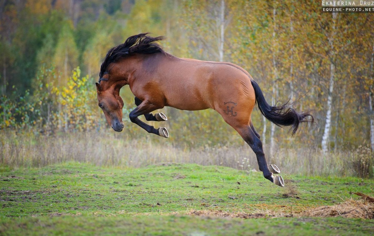 Лошадь брыкается