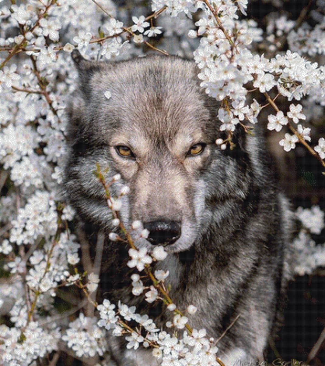 - Снежный Барс (Panthera uncia