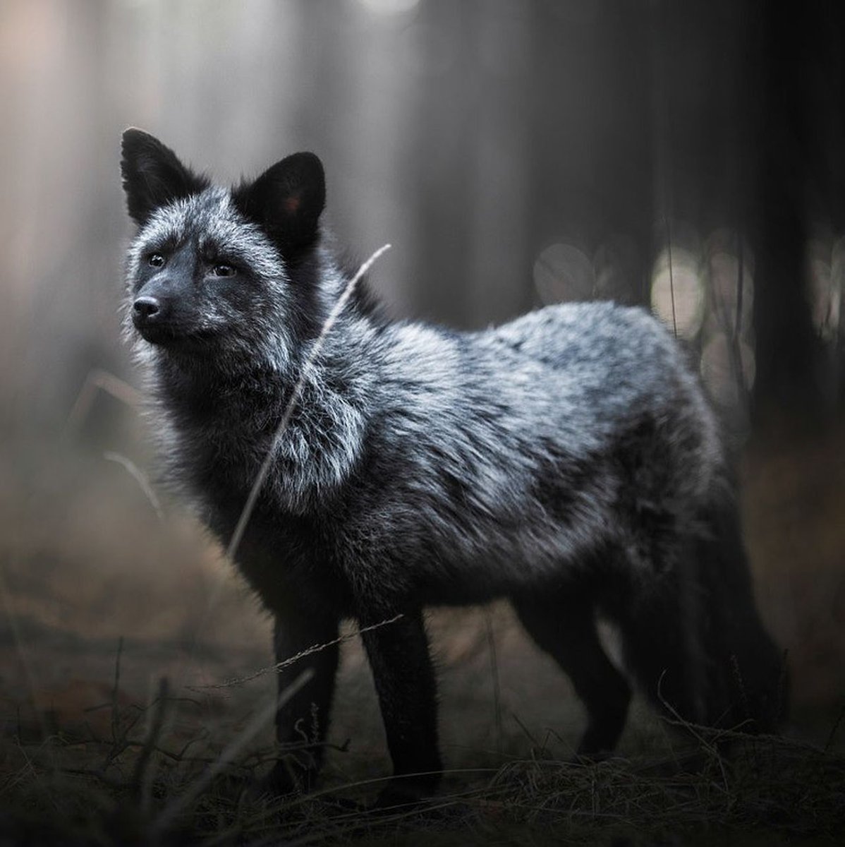 Канадская лиса чернобурка