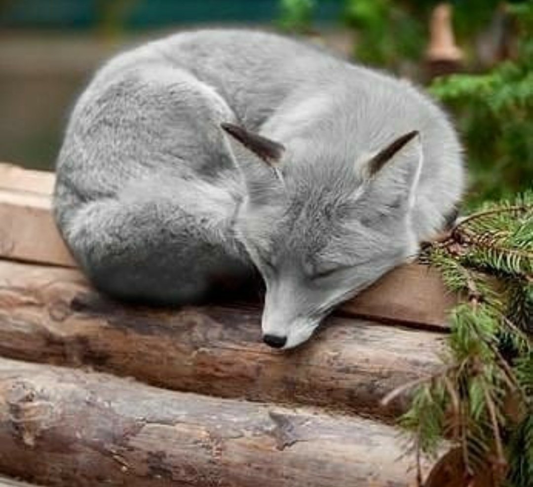 Niko Pekonen волк