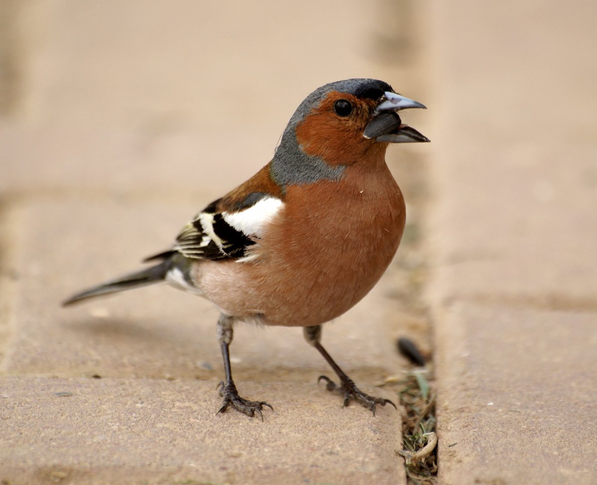 Зяблик синица Воробей