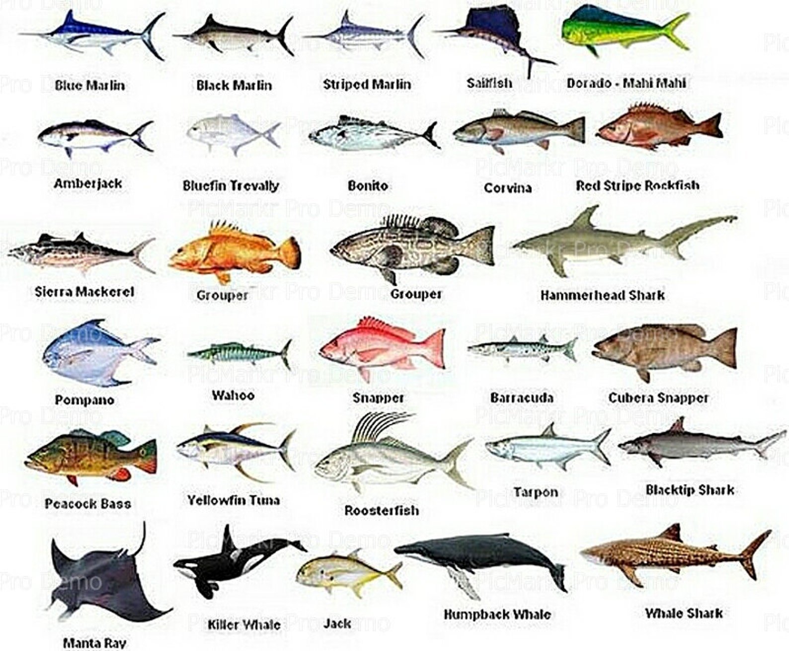разновидности рыб фото