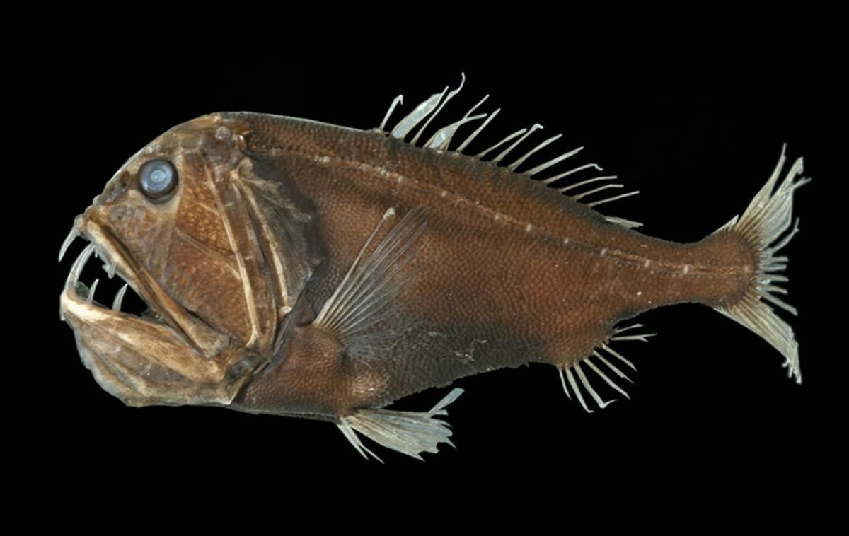 Разные рыбки на белом фоне