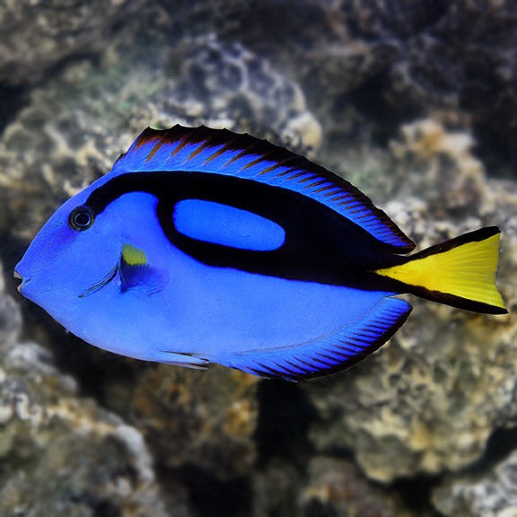 Powder Blue Tang рыба