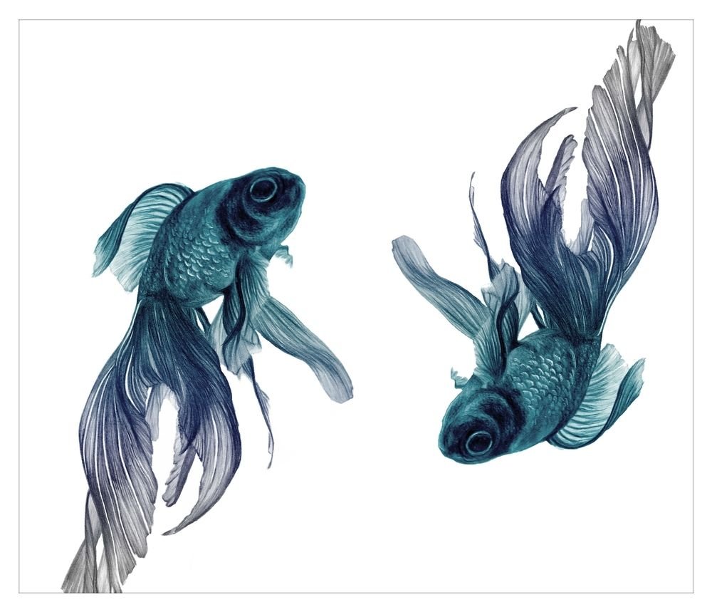 Рыба на белом фоне