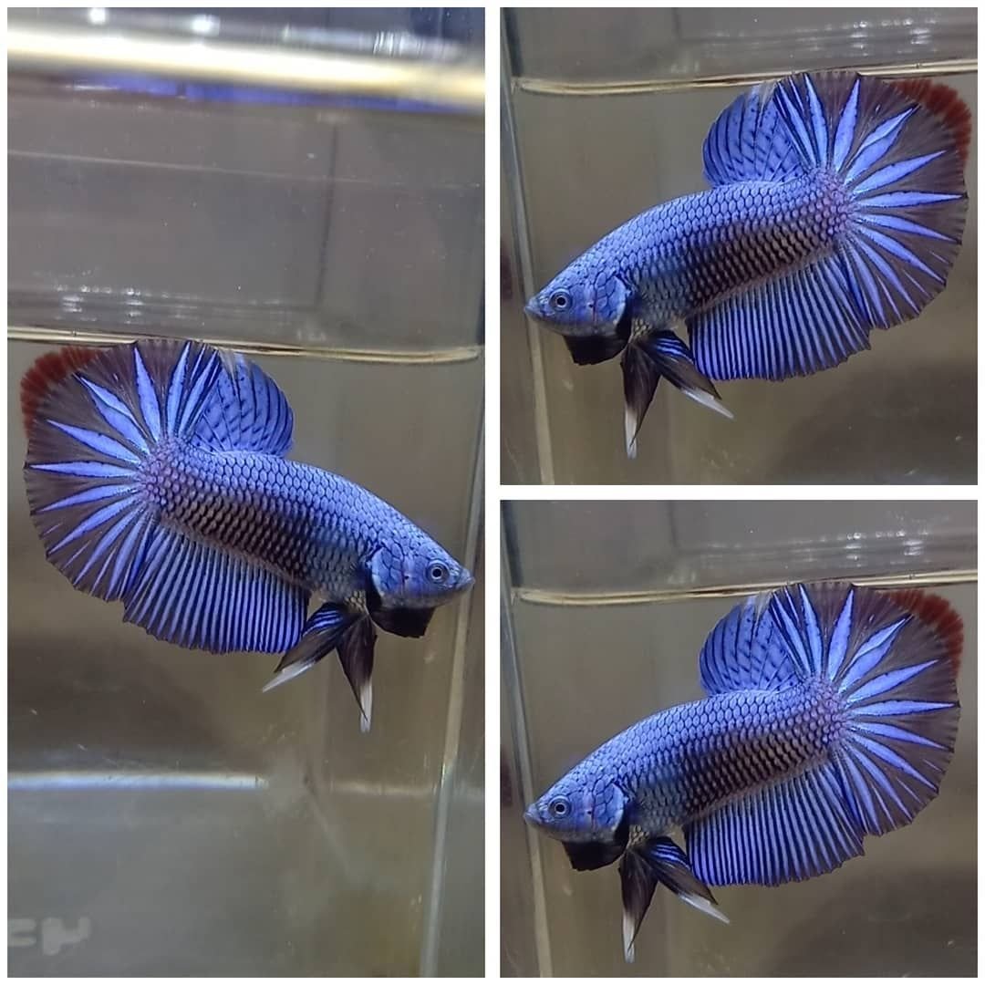 Рыбка петушок