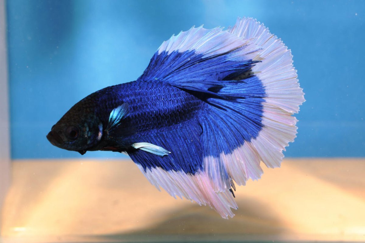 Betta Balunga