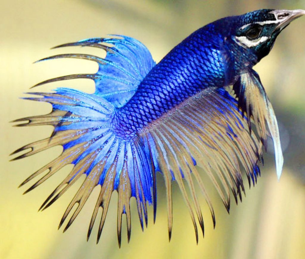 Синие рыбки арт