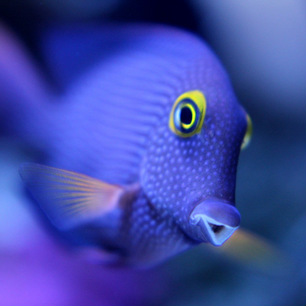 Зебрасома синяя желтохвостая